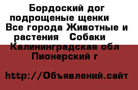 Бордоский дог подрощеные щенки.  - Все города Животные и растения » Собаки   . Калининградская обл.,Пионерский г.